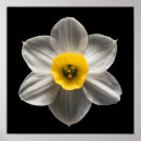 Search for daffodil bulbs posters Bouquet