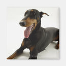 Recherche de pinscher magnets Noir
