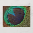 Search for feather postcards Outdoors