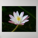 Recherche de fleur de lys posters Mother
