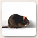 Search for rat barware Animal