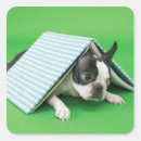 Search for low lying stickers Black