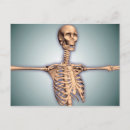 Search for rib postcards Medical
