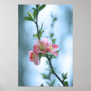 Search for apple blossoms posters Outdoors