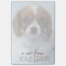 Recherche de chien de recouvrement Chiot