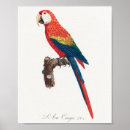 Search for cute bird drawing posters Parrot