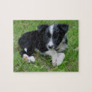 Recherche de chien border collie puzzles Chiot