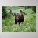Search for howie posters Animal