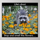 Search for racoon art posters Wildlife
