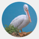 Search for waterfowl stickers Animals
