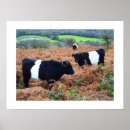 Search for beef cow posters Farming