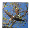 Recherche de aigle carreaux Bleu