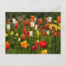 Recherche de tulipe rouge jaune cartes postales Ressort
