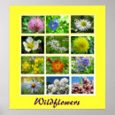 Recherche de horticulture posters Floral