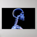 Recherche de cou humain posters Corps