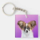 Search for papillon accessories Pets