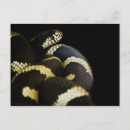 Recherche de serpent noir cartes postales Nature