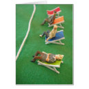 Search for spectator Cricket