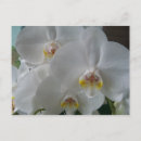 Search for postcard bridal shower invitations Orchid