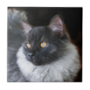 Recherche de poupée carreaux Chat