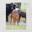Search for herd vertical postcards Cattle