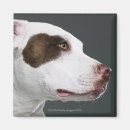 Search for bull head magnets Horizontal