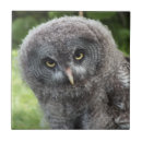 Search for wildlife tiles Owl