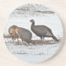 Search for turkeys coasters Nature