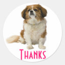 Recherche de cavalier king charles autocollants Merci