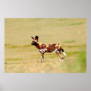 Search for african wild dogs posters Colour image