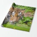 Search for sales wrapping paper Trending