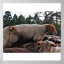 Search for sheep art posters Nature