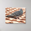 Search for wood pigeon posters Wildlife