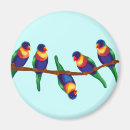 Search for lorikeets magnets Australian