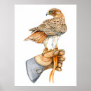 Search for red tail hawk art Falconer