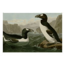 Search for auk Great auk
