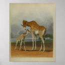 Recherche de savane africaine posters Animaux