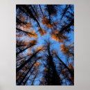Search for treetops posters Fall