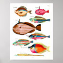 Recherche de manta posters Poissons