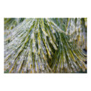 Recherche de aiguille posters Nature