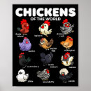 Search for chicken breeds posters Farm