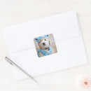 Search for shark photo stickers Animal
