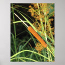 Recherche de cattails posters Marécage