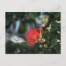 Search for rare postcards Flower