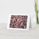 Search for coleus postcards Flower