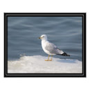 Search for ornithological posters Wildlife