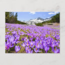 Search for snowcapped postcards Flower