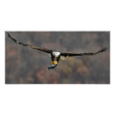 Search for winged fish posters Bird