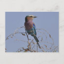 Search for forked postcards Bird