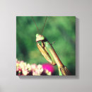 Search for prays photography Insect